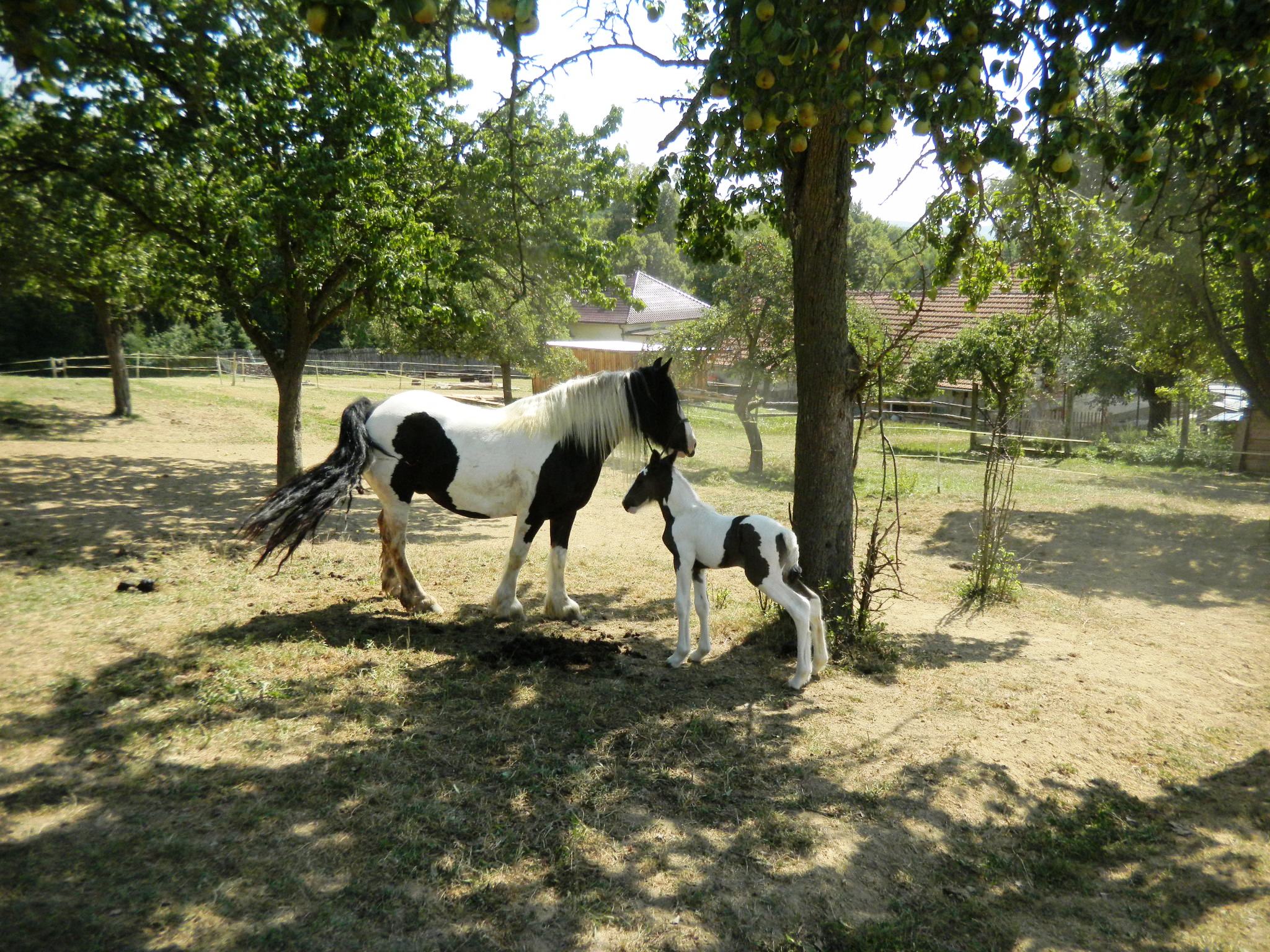 DSCN3756